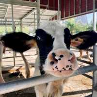 𝙉𝘼𝙑𝘼 𝙁𝙖𝙧𝙢 𝙑𝙞𝙡𝙡𝙖𝙜𝙚  🐣🐮🙈