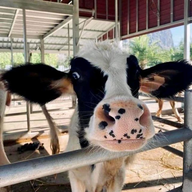 𝙉𝘼𝙑𝘼 𝙁𝙖𝙧𝙢 𝙑𝙞𝙡𝙡𝙖𝙜𝙚  🐣🐮🙈
