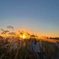 노을 맛집 억새 가득한 “하늘공원”🌾💛