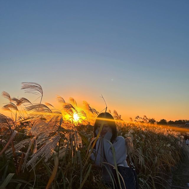 노을 맛집 억새 가득한 “하늘공원”🌾💛