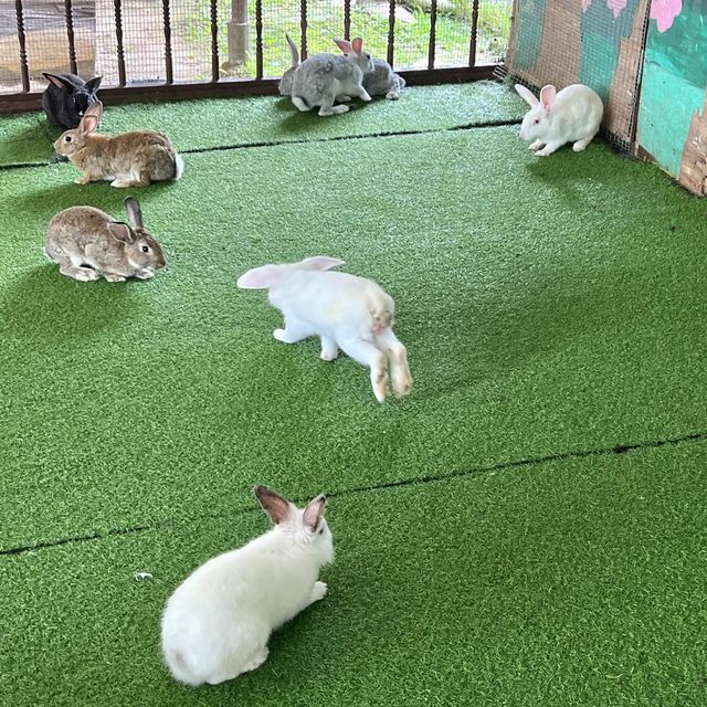 Rabbit petting farm in Bukit Tinggi