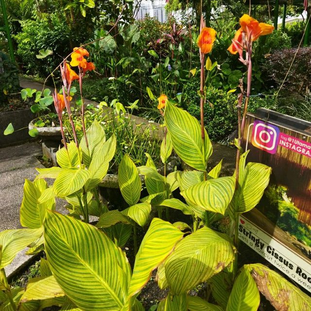 Secret Garden @ 1 Utama 🌵🌺