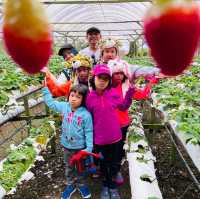 The best strawberry farm in Cameron Highland