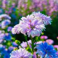 Flower Lovers. CNX | สวนดอกไม้เชียงใหม่​