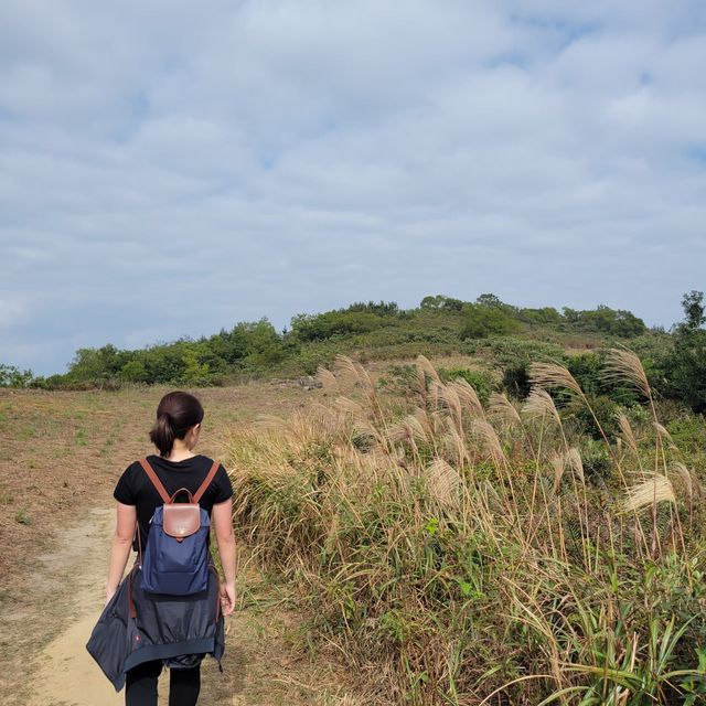 愉景灣芒草之旅｜老虎頭