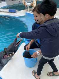 海豚餵食體驗學習 | 沖繩旅行