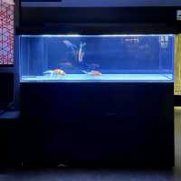 すみだ水族館　金魚エリア