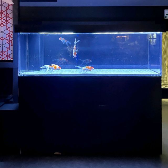 すみだ水族館　金魚エリア