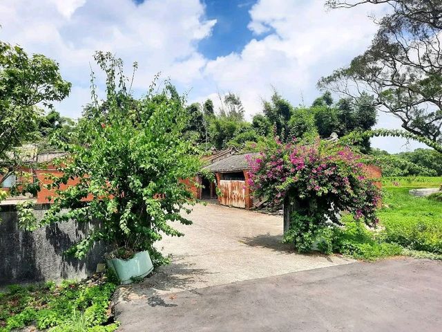 ［桃園］落羽松大道