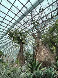 Admiring Nature’s Beauty inside Flower Dome