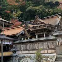 約3000本の樹林が色づく絶景