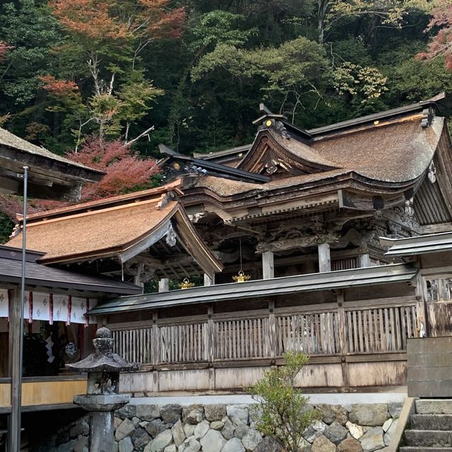約3000本の樹林が色づく絶景