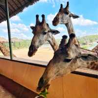 曼谷動物園Safari World🦒🐅🦧❤️