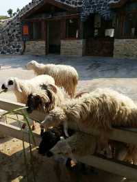 華欣 Sheep Farm「瑞士綿羊樂園」
