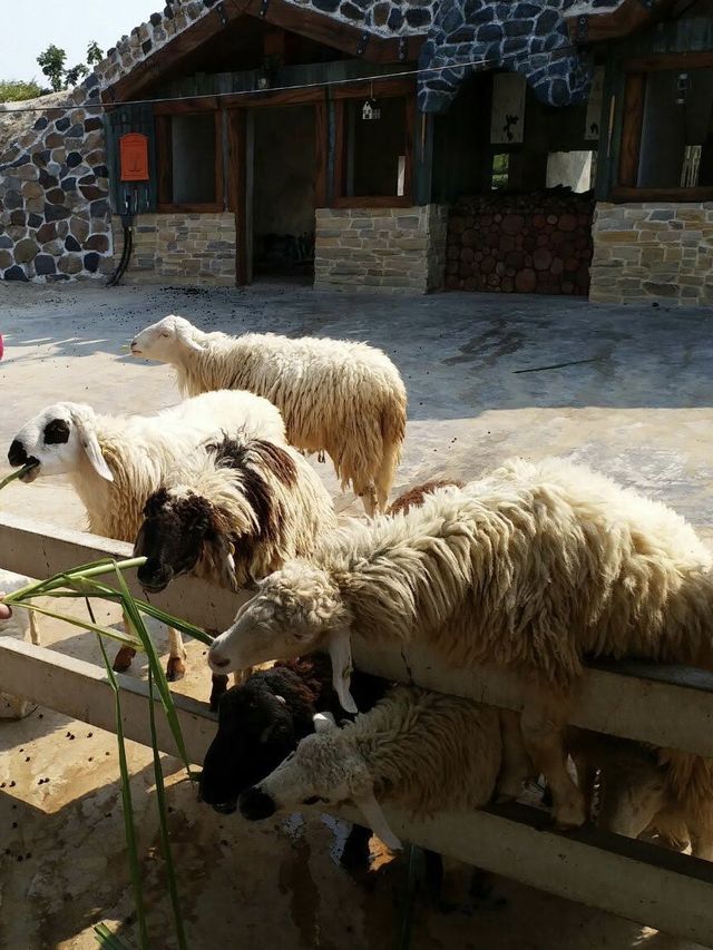 華欣 Sheep Farm「瑞士綿羊樂園」