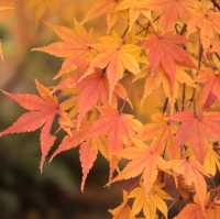 Late Autumn in Tokyo