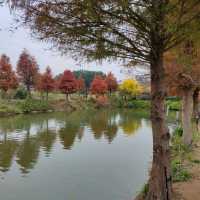 季節限定的美景-嘉義迷霧松境
