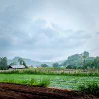 Waking up to ricefields & a volcano 😍