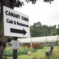 Canary Café & Restaurant. 