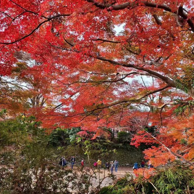 在京都賞紅葉