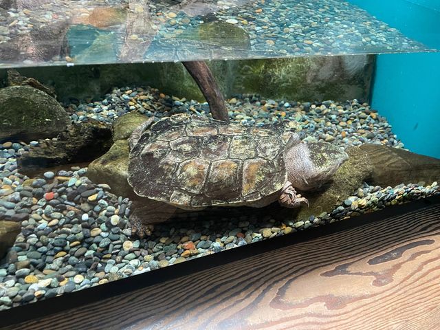 岐阜県•各務原市🐠世界最大級の淡水魚水族館【アクアトト岐阜】
