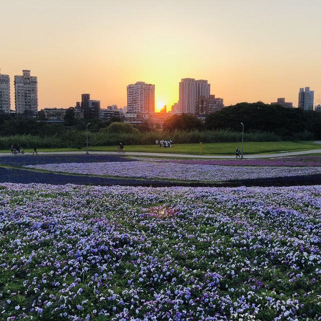 Guting Basketball Courts🚴🏻‍♂️🚴🏻‍♀️古亭河濱公園花海🌸🌼