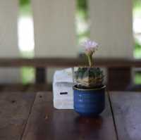 มิตรภาพ Coffee คนบนเขา