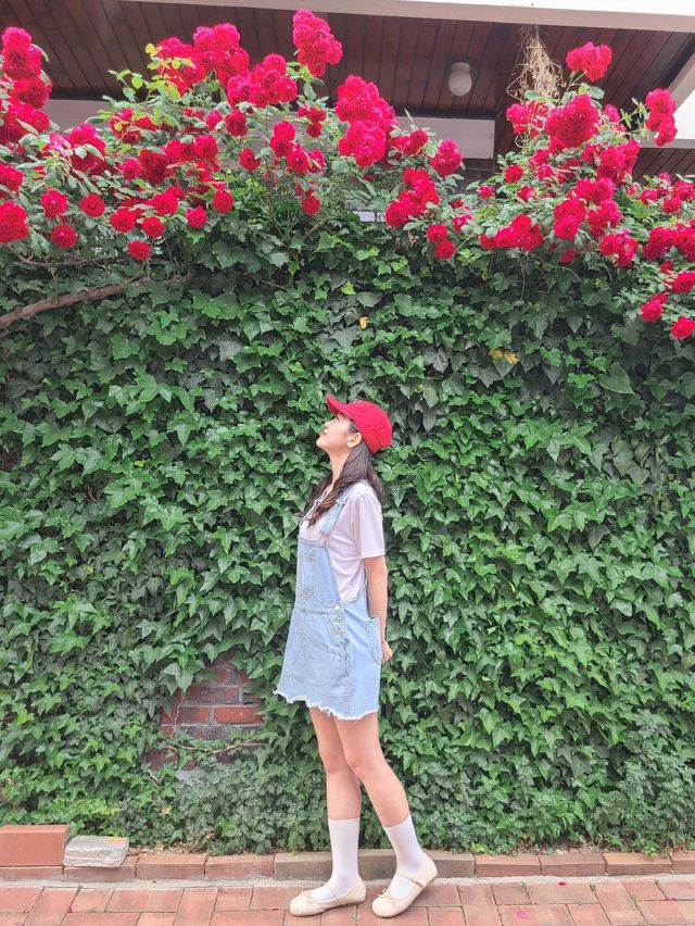 골목골목 예쁜장미담벼락이 한가득♥️