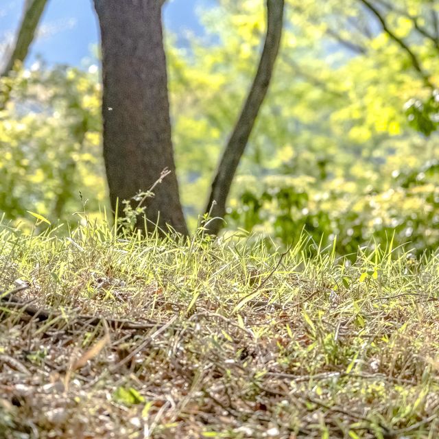 高度を上げる新緑の大倉尾根