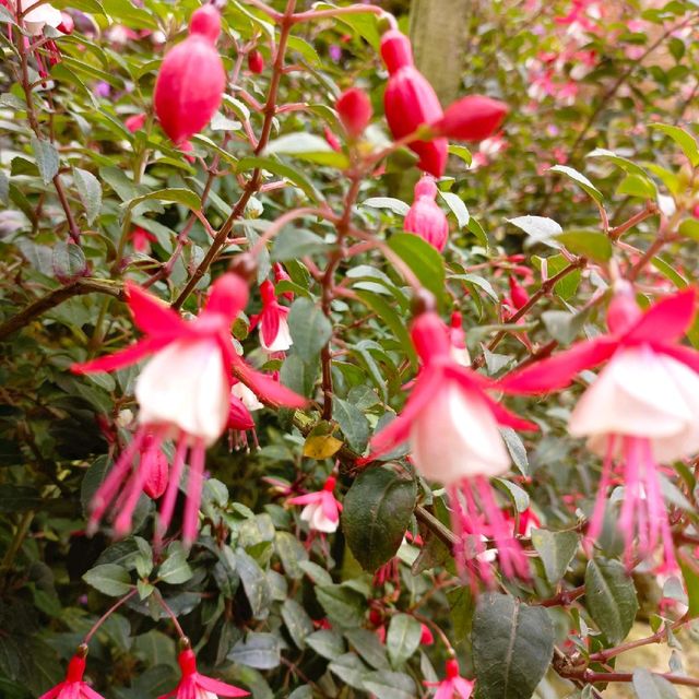 Underrated Rose Garden in Cameron Highland