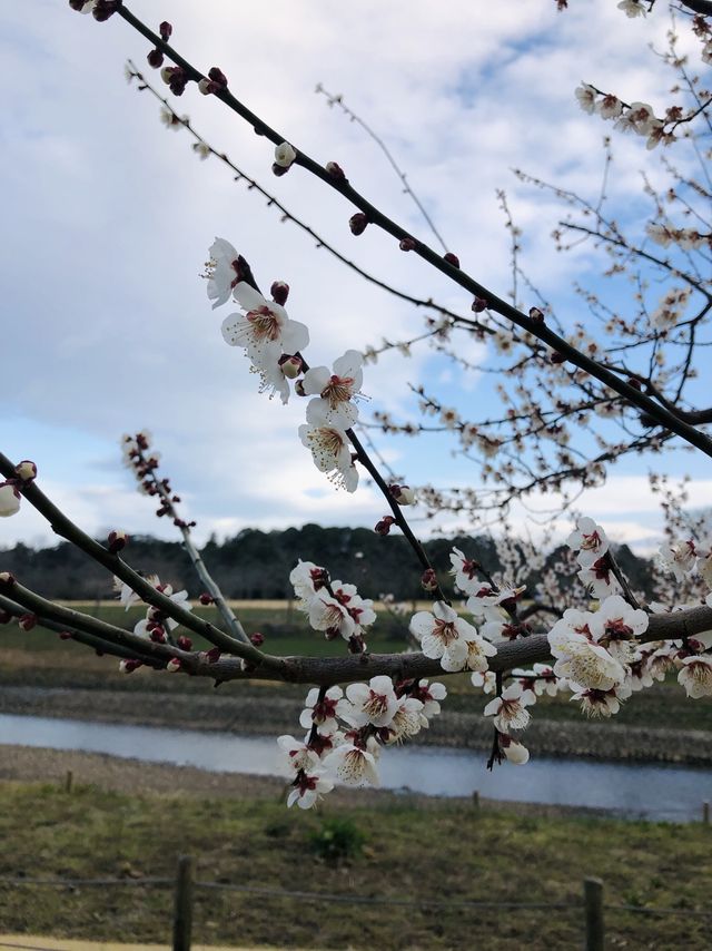 Cherry Blossom in Japan