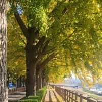 Gingko Tree