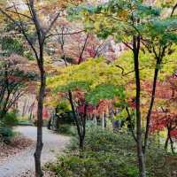 비슬산 가을풍경 11월초 단풍절정