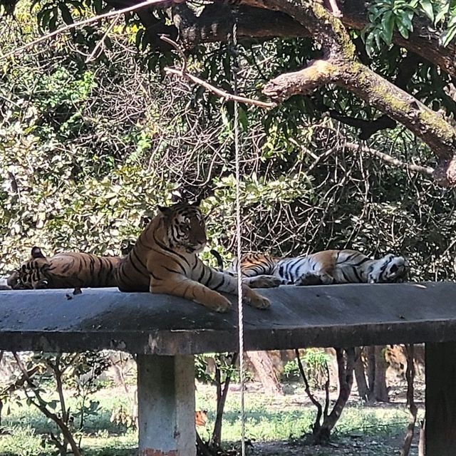 Indore zoo worth one day trip
