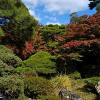 京都御所の御池の鯉