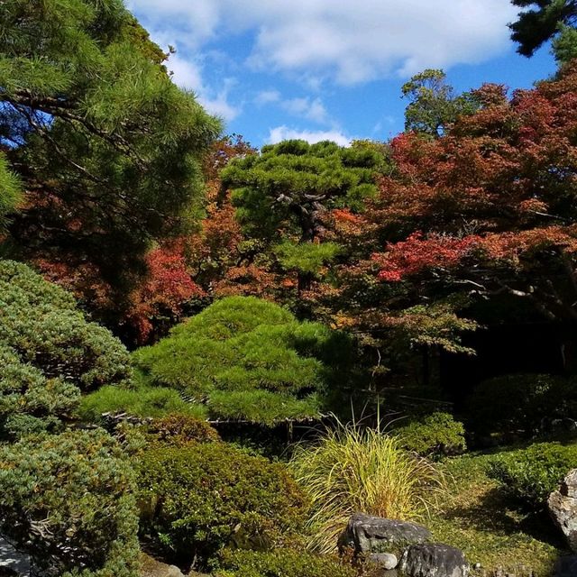 京都御所の御池の鯉