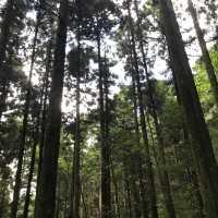 桃園 東眼山