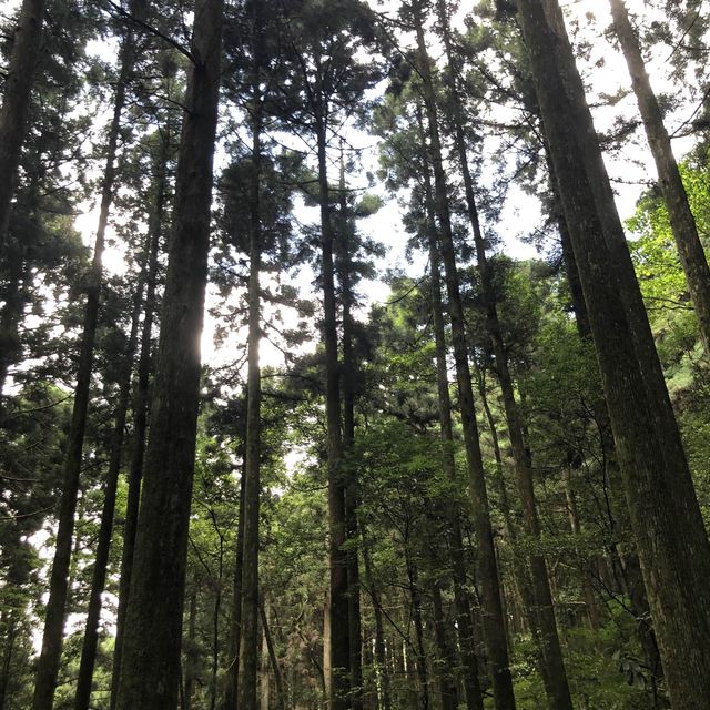 桃園 東眼山