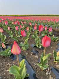 제주 튤립 명소, 보롬왓🌷