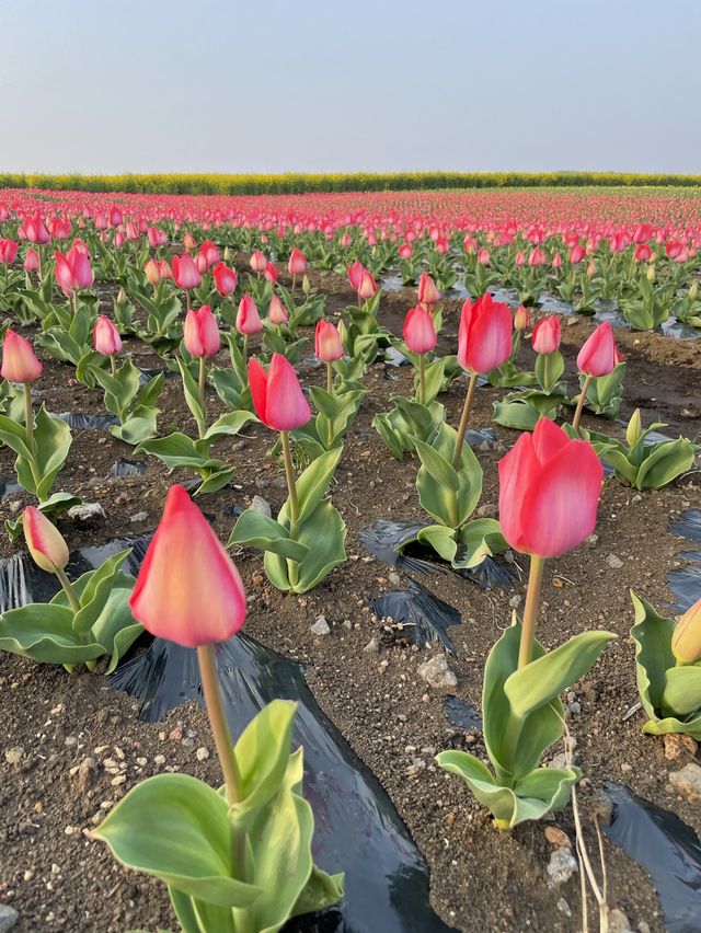 제주 튤립 명소, 보롬왓🌷