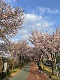 벚꽃 터널이 아름다운 올림픽공원 송파둘레길🌸