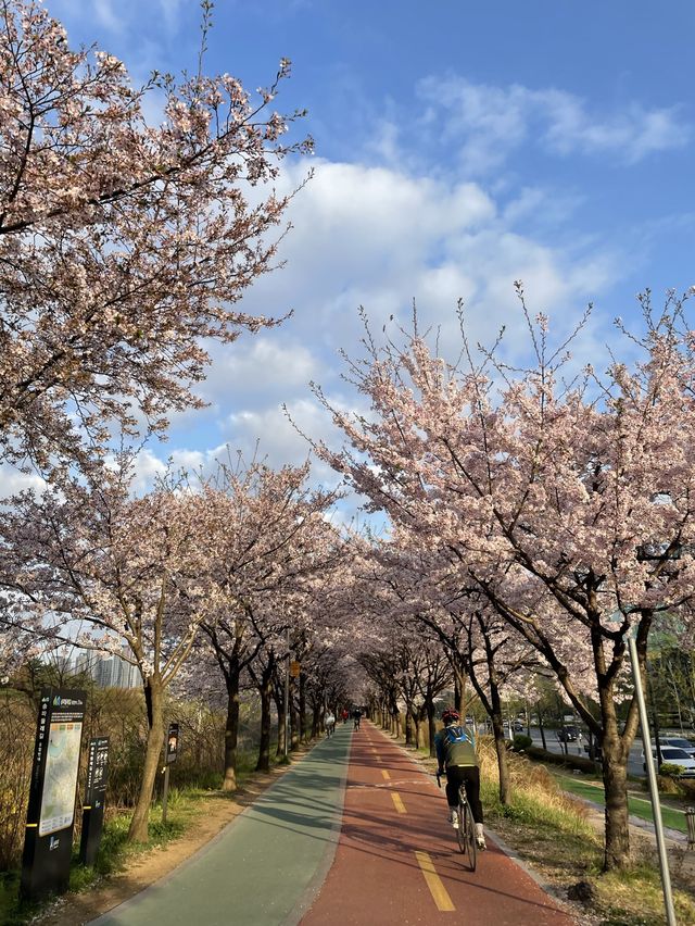 벚꽃 터널이 아름다운 올림픽공원 송파둘레길🌸