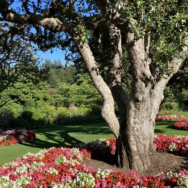 【カナダビクトリア】ブッチャートガーデンで花の都を堪能しよう