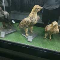 Wow The animal museum