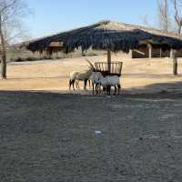 Al Areen Wildlife Park & Reserve