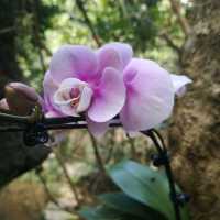 Orchids and Ostriches in Yalong Bay