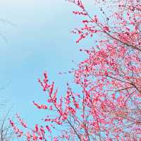 Xuanwu Lake In Spring Time