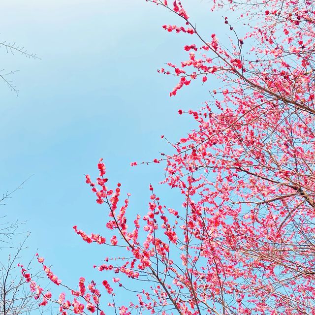 Xuanwu Lake In Spring Time