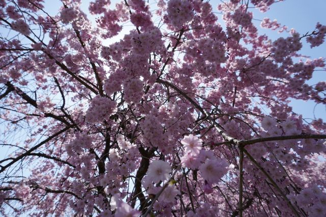 Shiga's beautiful cherry blossoms.
