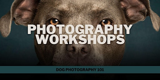 Photography Workshop: Dog Photography 101 | The Barracks Business Centre